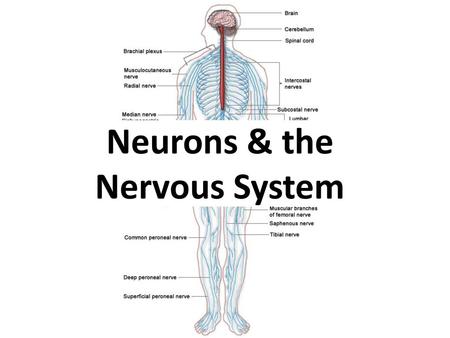 Neurons & the Nervous System