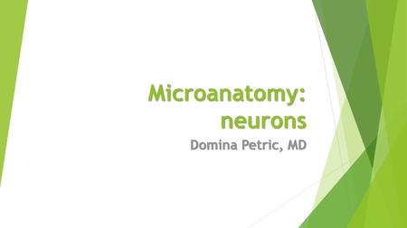 Microanatomy: neurons