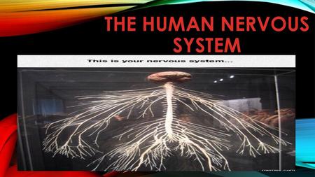 The Human Nervous System