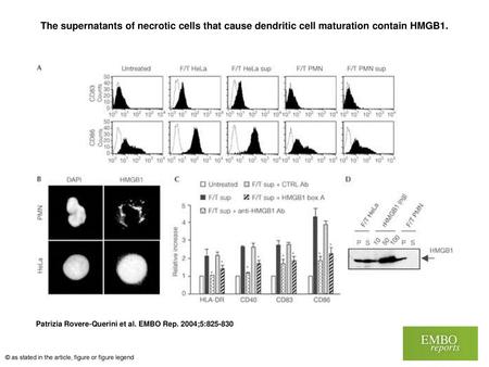 The supernatants of necrotic cells that cause dendritic cell maturation contain HMGB1. The supernatants of necrotic cells that cause dendritic cell maturation.