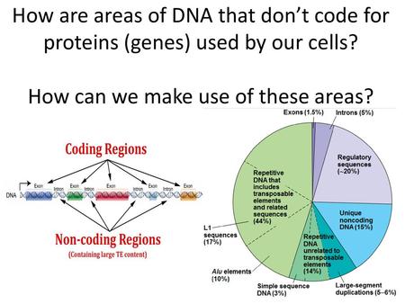 How are areas of DNA that don’t code for proteins (genes) used by our cells? How can we make use of these areas?