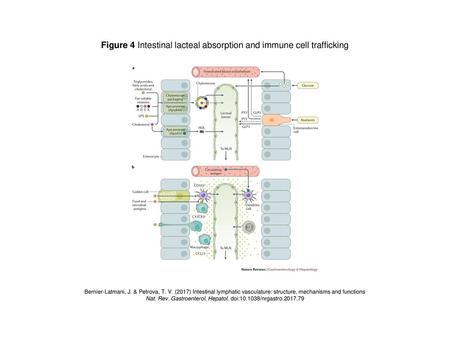 Figure 4 Intestinal lacteal absorption and immune cell trafficking