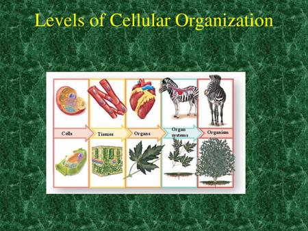 Levels of Cellular Organization