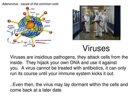 Adenovirus - cause of the common cold