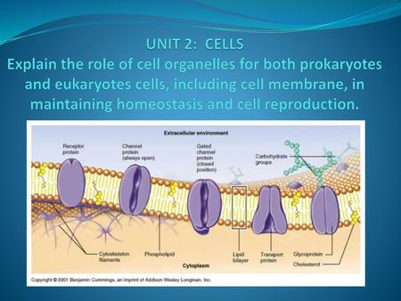 UNIT 2: CELLS Explain the role of cell organelles for both prokaryotes and eukaryotes cells, including cell membrane, in maintaining homeostasis and cell.