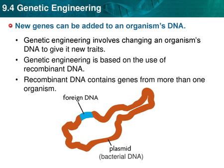 New genes can be added to an organism’s DNA.