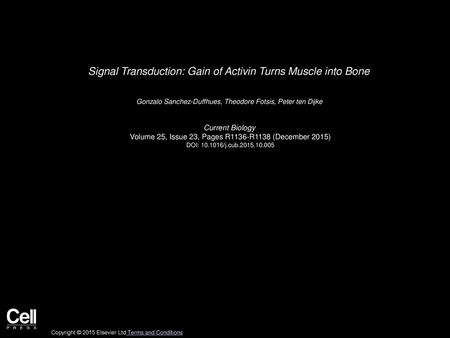 Signal Transduction: Gain of Activin Turns Muscle into Bone