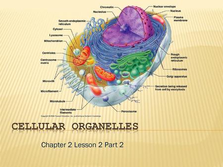 Cellular organelles Chapter 2 Lesson 2 Part 2.