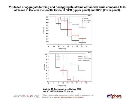 Virulence of aggregate-forming and nonaggregate strains of Candida auris compared to C. albicans in Galleria mellonella larvae at 30°C (upper panel) and.