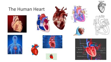 The Human Heart.