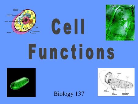 Cell Functions Biology 137.