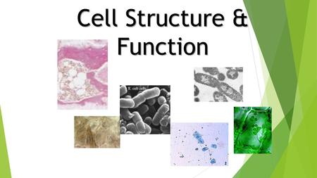 Cell Structure & Function