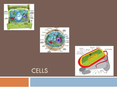 Cells.