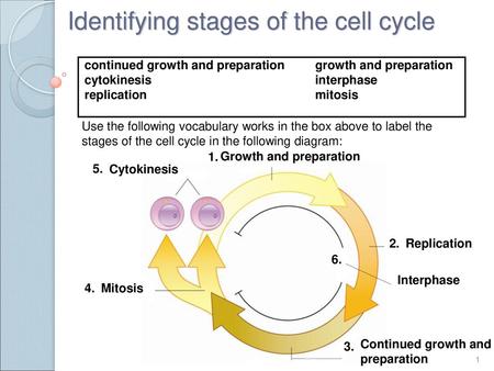 Identifying stages of the cell cycle