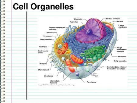 Cell Organelles.