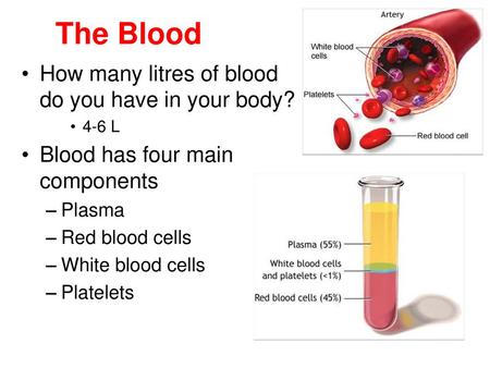 The Blood How many litres of blood do you have in your body?