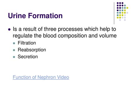 Urine Formation Is a result of three processes which help to regulate the blood composition and volume Filtration Reabsorption Secretion Function of Nephron.