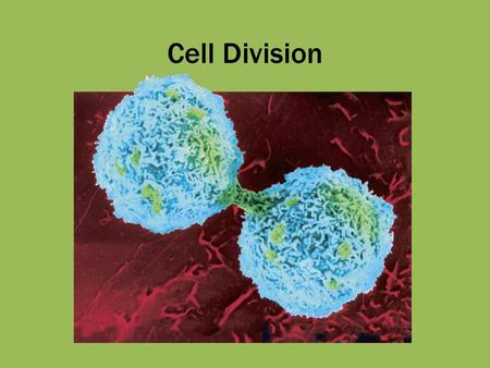 Cell Division.