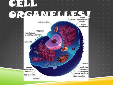 Cell Organelles!.