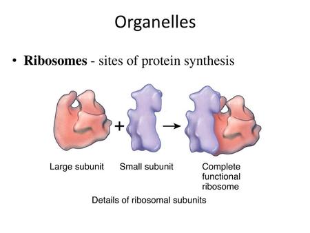 Organelles Ribosomes - sites of protein synthesis.