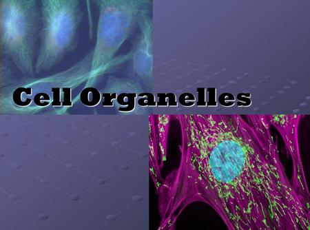 Cell Organelles Use this presentation in conjunction with the Cell Organelle note-taking worksheet. Run through the entire presentation before using it.