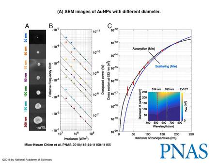 (A) SEM images of AuNPs with different diameter.