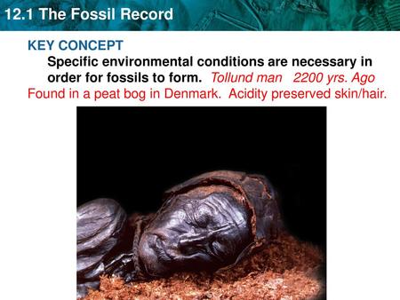 KEY CONCEPT Specific environmental conditions are necessary in order for fossils to form. Tollund man 2200 yrs. Ago Found in a peat bog in Denmark.