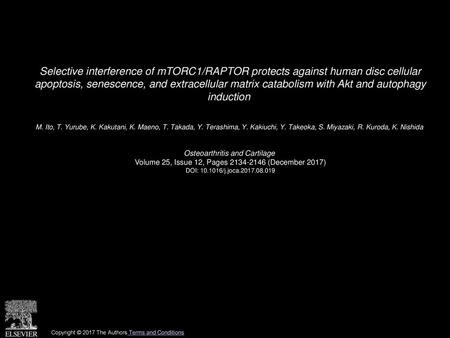 Selective interference of mTORC1/RAPTOR protects against human disc cellular apoptosis, senescence, and extracellular matrix catabolism with Akt and autophagy.