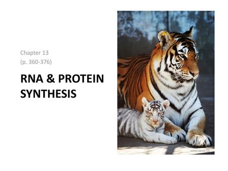 RNA & Protein Synthesis