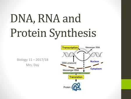 DNA, RNA and Protein Synthesis