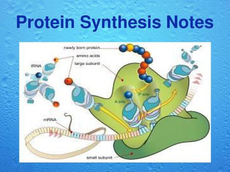 Protein Synthesis Notes