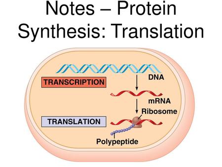 Notes – Protein Synthesis: Translation