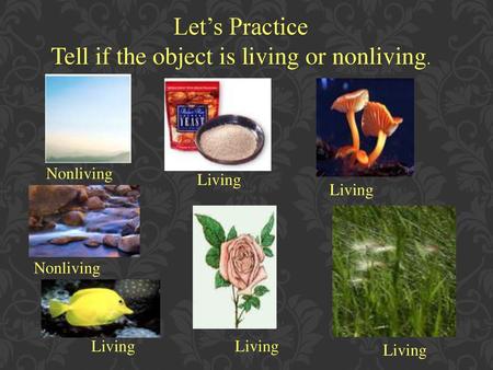 Tell if the object is living or nonliving.