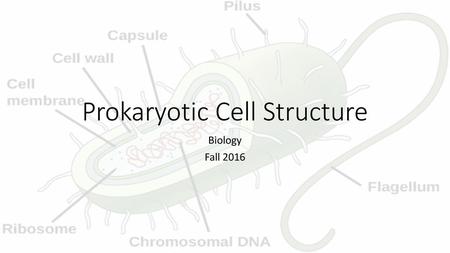 Prokaryotic Cell Structure