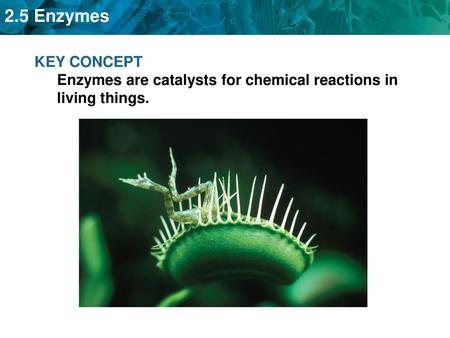 Catalysts are substances that speed up chemical reactions.