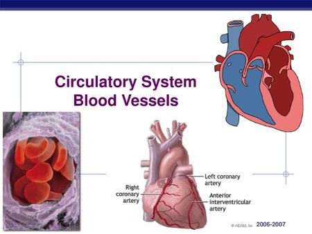 Circulatory System Blood Vessels