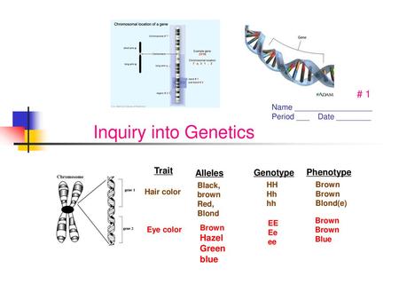 Inquiry into Genetics # 1 Trait Alleles Genotype Phenotype Hazel Green