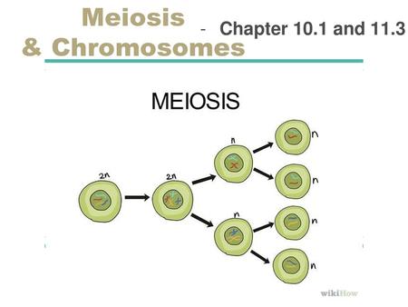 Meiosis & Chromosomes Chapter 10.1 and 11.3.