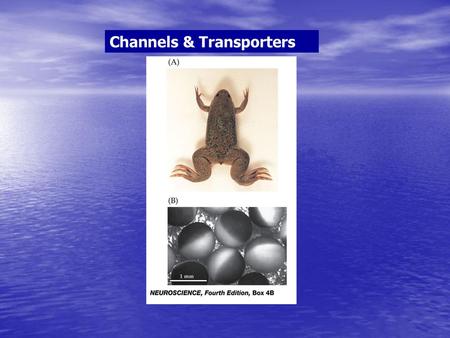 Channels & Transporters