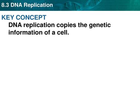 KEY CONCEPT  DNA replication copies the genetic information of a cell.