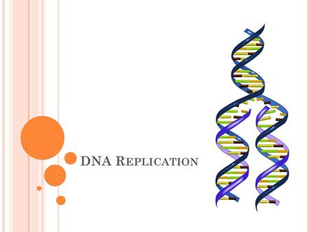 DNA Replication.