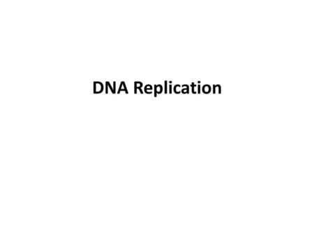 DNA Replication.