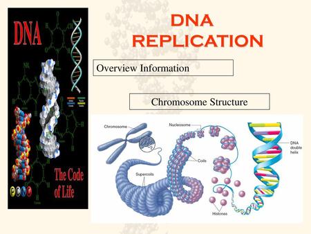 DNA REPLICATION Overview Information Chromosome Structure.