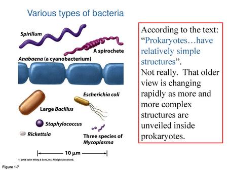 Various types of bacteria