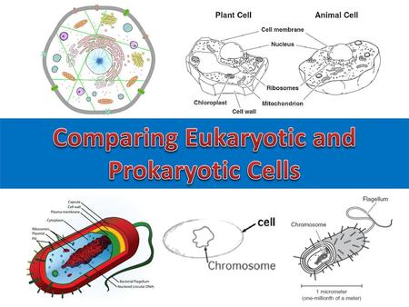 Comparing Eukaryotic and Prokaryotic Cells