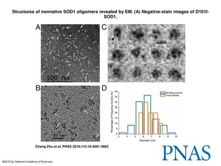 Structures of nonnative SOD1 oligomers revealed by EM