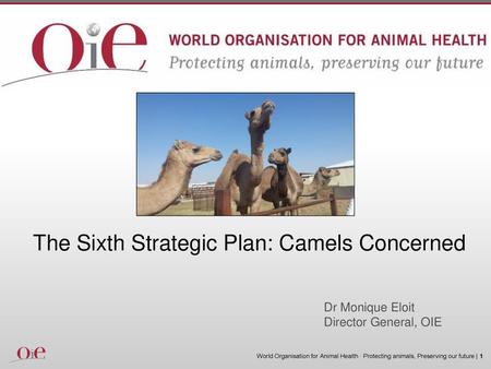 The Sixth Strategic Plan: Camels Concerned