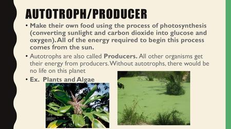 Autotroph/Producer Make their own food using the process of photosynthesis (converting sunlight and carbon dioxide into glucose and oxygen). All of the.