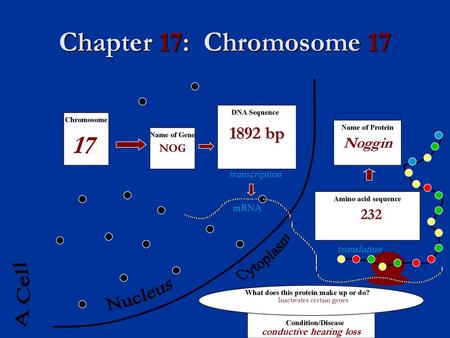 What does this protein make up or do? conductive hearing loss