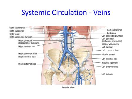 Systemic Circulation - Veins